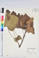 藏品(廣東油桐、皺桐)的圖片