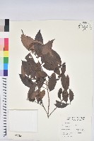 藏品(刺杜密)的圖片