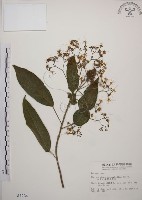 藏品(大青)的圖片