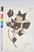 藏品(白匏子)的圖片