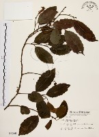 藏品(鼠刺)的圖片