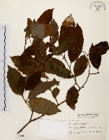 藏品(鼠刺)的圖片