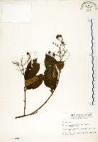 藏品(九芎)的圖片