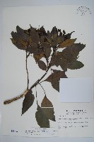 藏品(臺灣樹參)的圖片