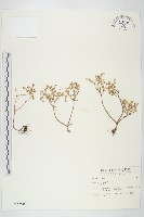 藏品(石板菜)的圖片