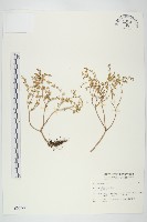 藏品(石板菜)的圖片