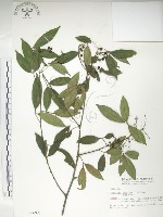 藏品(飛龍掌血)的圖片