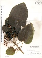 藏品(山桐子)的圖片