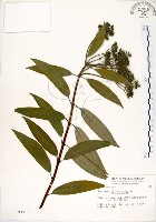 藏品(華八仙)的圖片