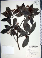 藏品(樹杞)的圖片