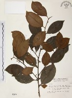 藏品(森氏紅淡比)的圖片