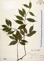 藏品(墨點櫻桃、黑星櫻)的圖片