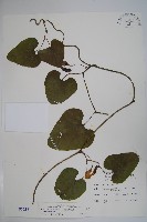 藏品(大葉馬兜鈴)的圖片