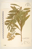 藏品(北美一枝黃花)的圖片