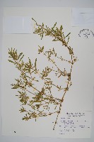 藏品(蓮子草)的圖片