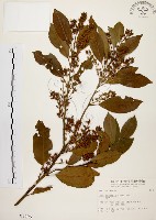 藏品(鼠刺)的圖片