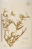 藏品(黃頂菊)的圖片