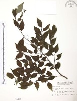 藏品(燈稱花、烏雞骨)的圖片