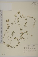 藏品(阿里山繁縷)的圖片
