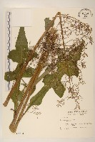 藏品(山萵苣)的圖片