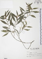 藏品(柚葉藤)的圖片
