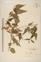 藏品(腺葉澤蘭)的圖片