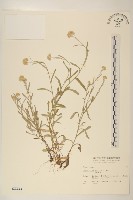 藏品(鼠麴草)的圖片