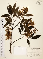 藏品(黃杞)的圖片