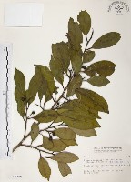 藏品(森氏紅淡比)的圖片