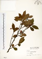 藏品(台灣楊桐)的圖片