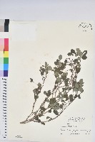 藏品(紅仔珠)的圖片