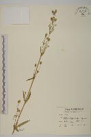 藏品(臺灣蠅子草)的圖片