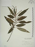 藏品(密花苧麻、木苧麻)的圖片