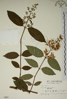 藏品(大葉溲疏)的圖片