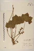 藏品(臺灣山菊)的圖片