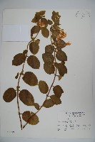 藏品(忍冬、金銀花)的圖片