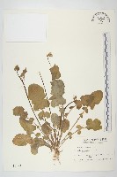 藏品(黃鵪菜)的圖片