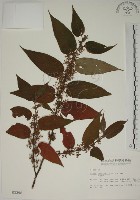 藏品(山黃麻)的圖片