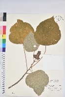 藏品(白匏子)的圖片