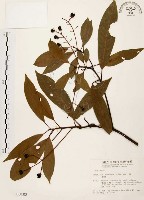 藏品(香楠)的圖片