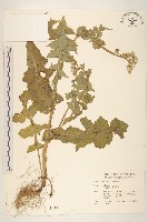 藏品(苦滇菜、苦菜)的圖片