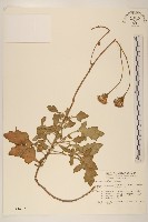 藏品(黃花三七草)的圖片