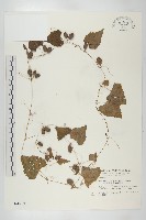 藏品(黑果馬交兒)的圖片