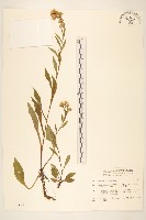 藏品(一枝黃花)的圖片