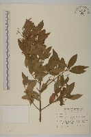 藏品(大丁黃)的圖片