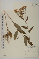 藏品(三基脈紫菀)的圖片