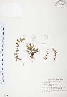 藏品(玉山龍膽)的圖片