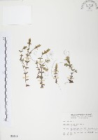 藏品(玉山龍膽)的圖片