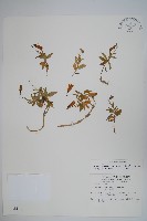 藏品(玉山沙參)的圖片