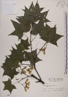 藏品(青楓)的圖片